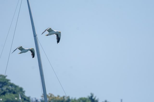 American Herring Gull