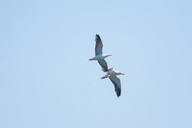 American Herring Gull