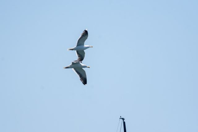 American Herring Gull