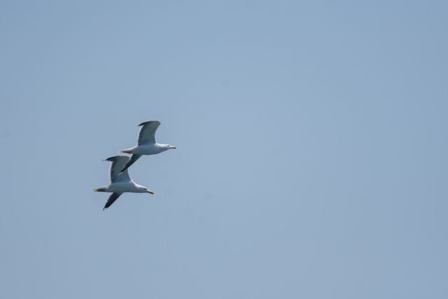 American Herring Gull