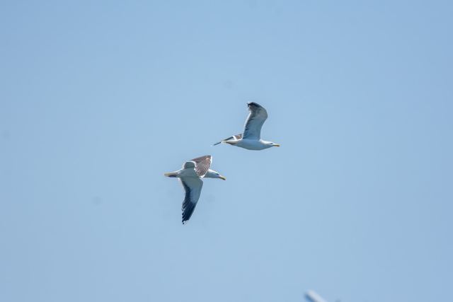 American Herring Gull