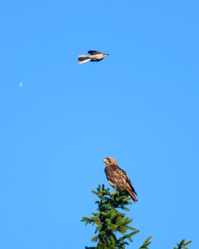 Red-tailed Hawk & Northern Mockingbird