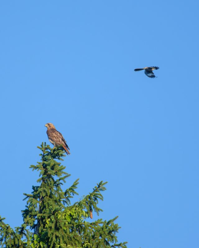 Red-tailed Hawk & Northern Mockingbird