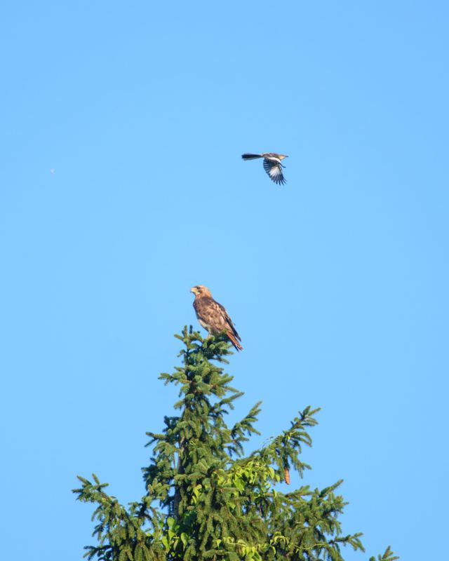 Red-tailed Hawk & Northern Mockingbird