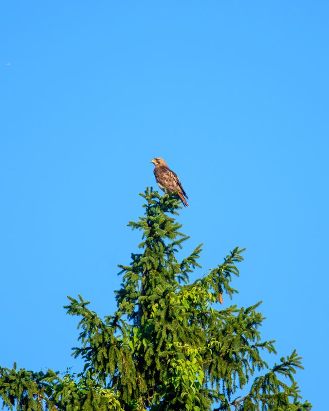 Red-tailed Hawk