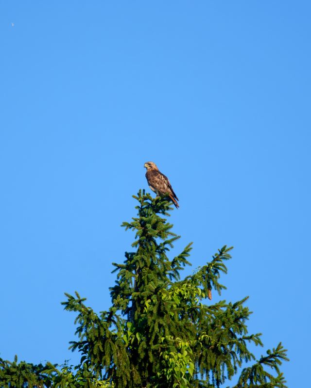 Red-tailed Hawk