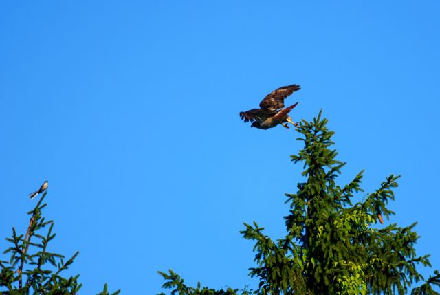Red-tailed Hawk & Northern Mockingbird