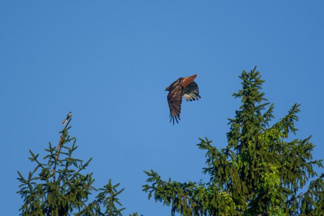 Red-tailed Hawk & Northern Mockingbird
