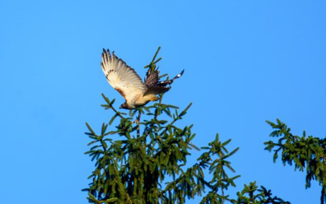 Red-tailed Hawk & Northern Mockingbird