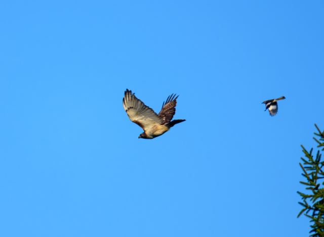 Red-tailed Hawk & Northern Mockingbird