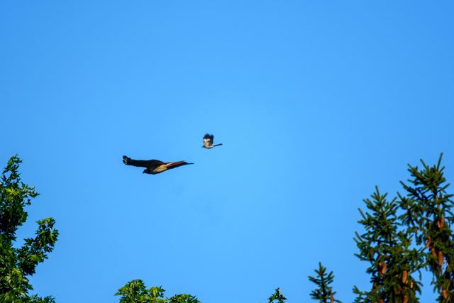 Red-tailed Hawk & Northern Mockingbird