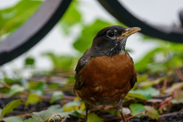 American Robin