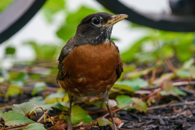 American Robin