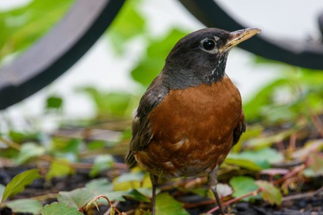 American Robin