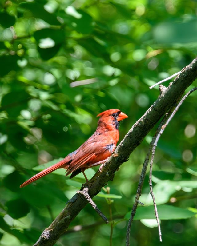 Northern Cardinal