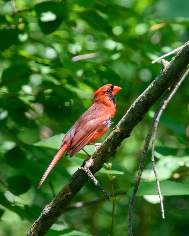 Northern Cardinal