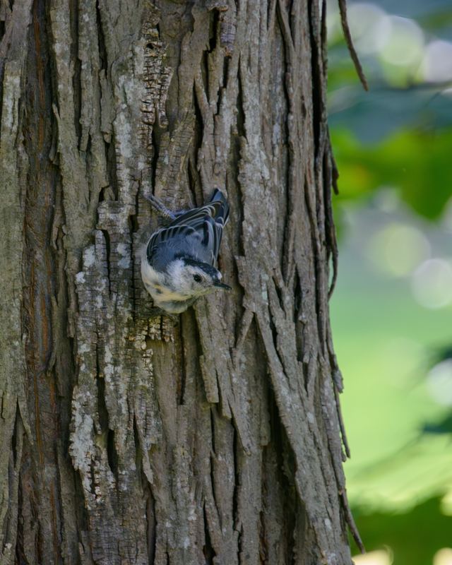 White-breasted Nuthatch