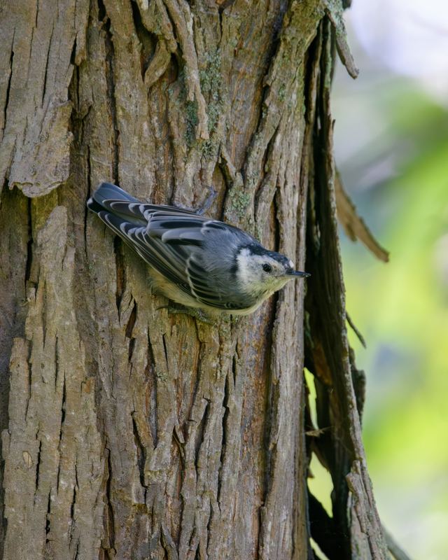 White-breasted Nuthatch