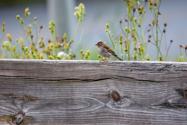 Chipping Sparrow