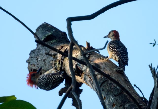 Red-bellied Woodpecker