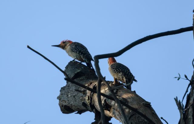 Red-bellied Woodpecker