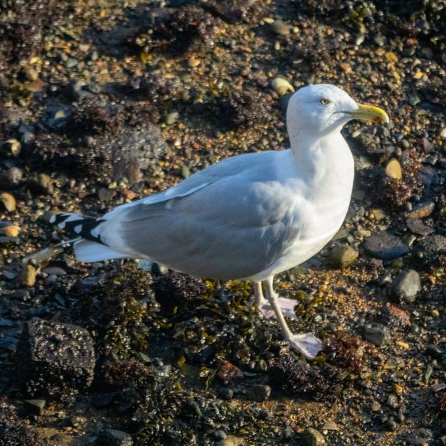 American Herring Gull