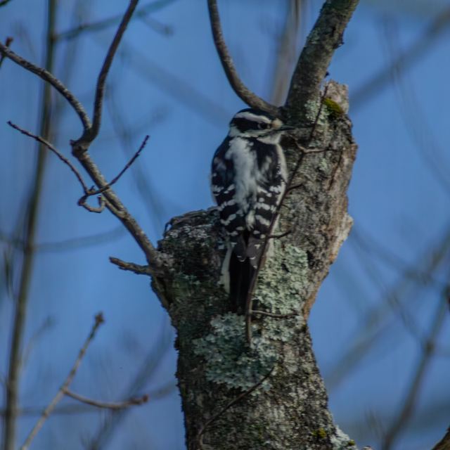 Downy Woodpecker