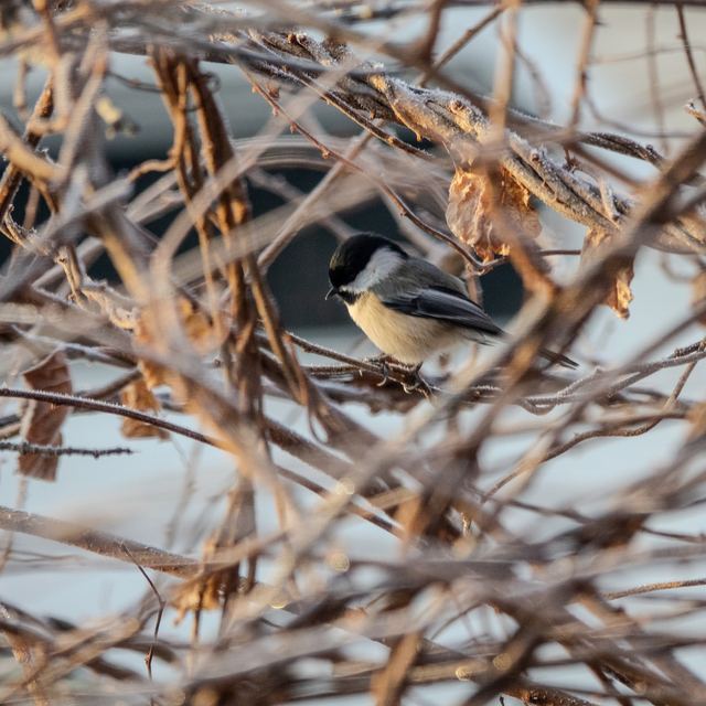 Black-capped Chickadee