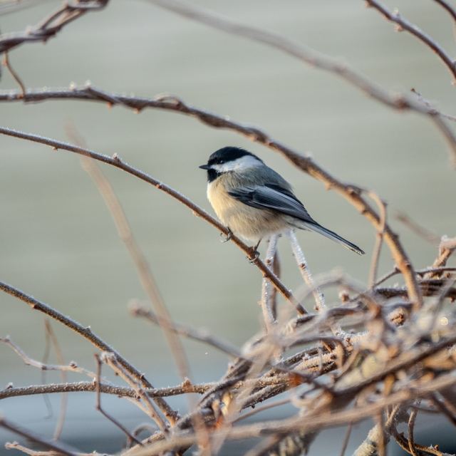 Black-capped Chickadee