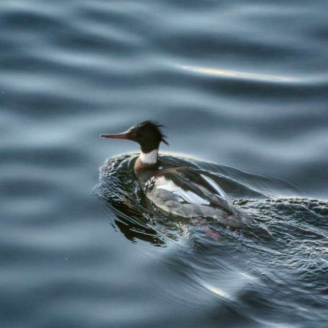 Red-breasted Merganser