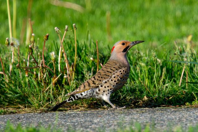 Northern Flicker