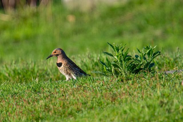 Northern Flicker