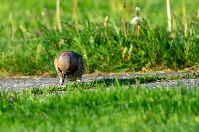 Northern Flicker