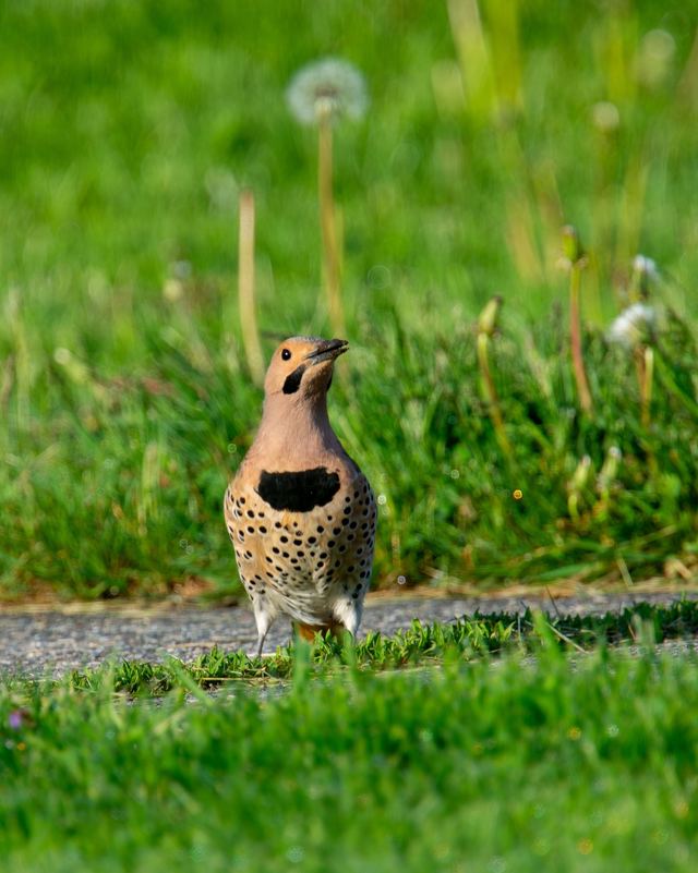Northern Flicker