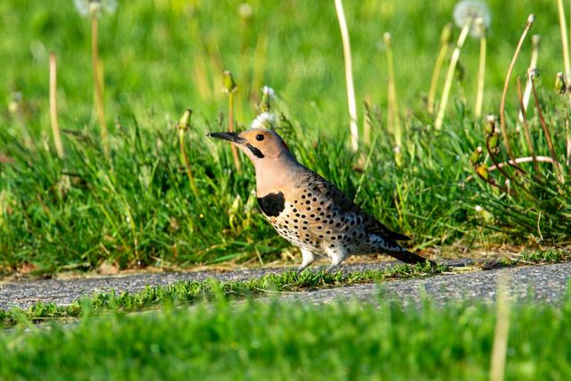 Northern Flicker