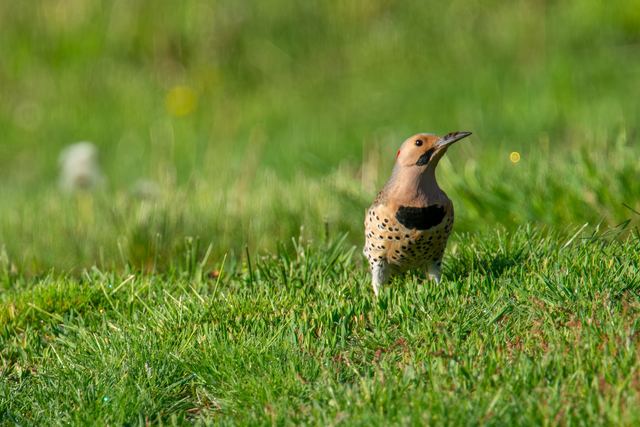 Northern Flicker