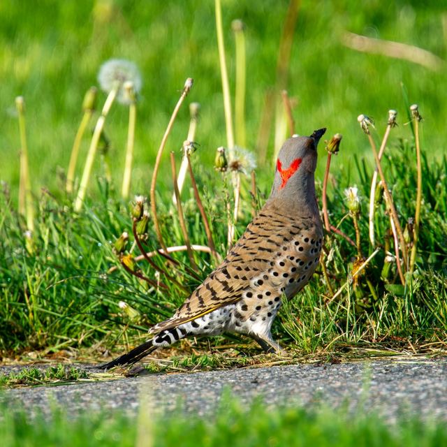 Northern Flicker