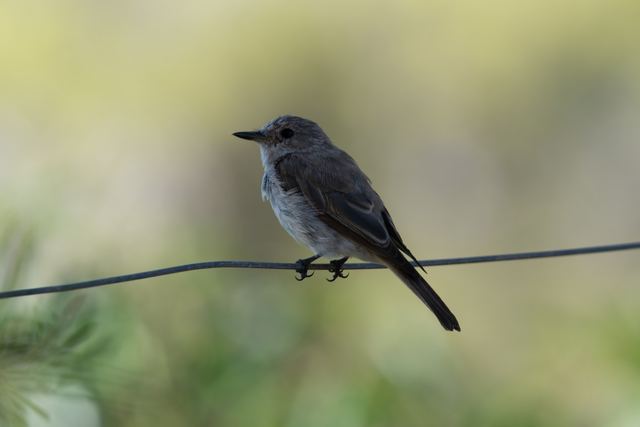 Spotted Flycatcher