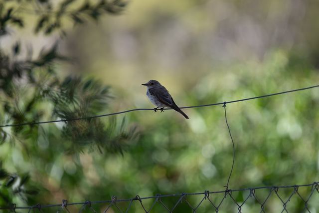 Spotted Flycatcher