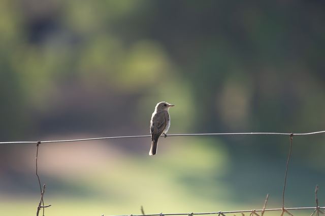Spotted Flycatcher