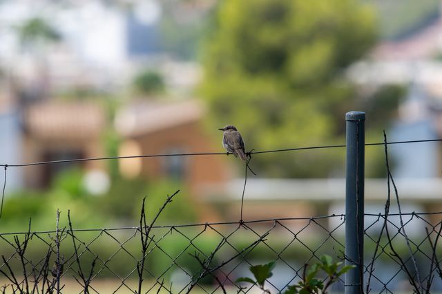 Spotted Flycatcher