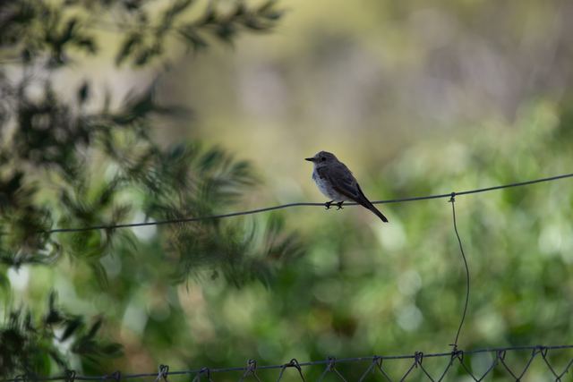 Spotted Flycatcher