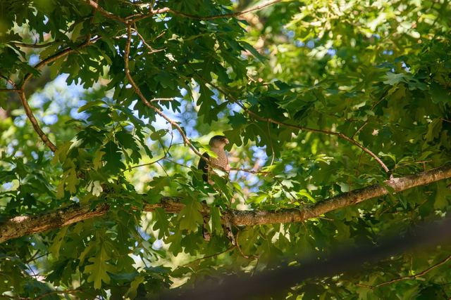 Cooper's Hawk