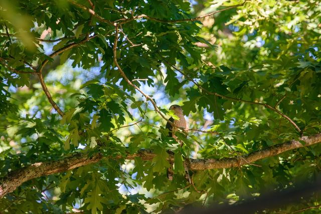 Cooper's Hawk