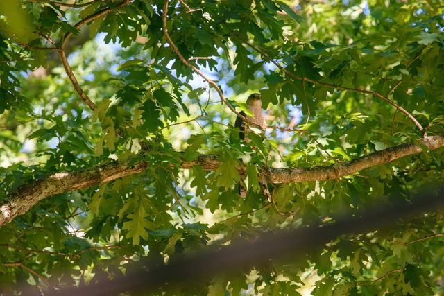Cooper's Hawk