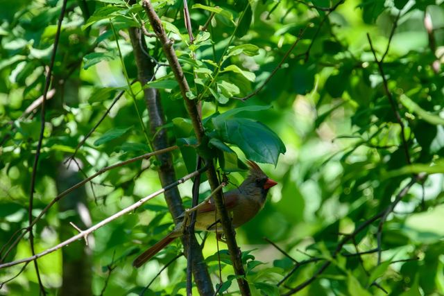 Northern Cardinal