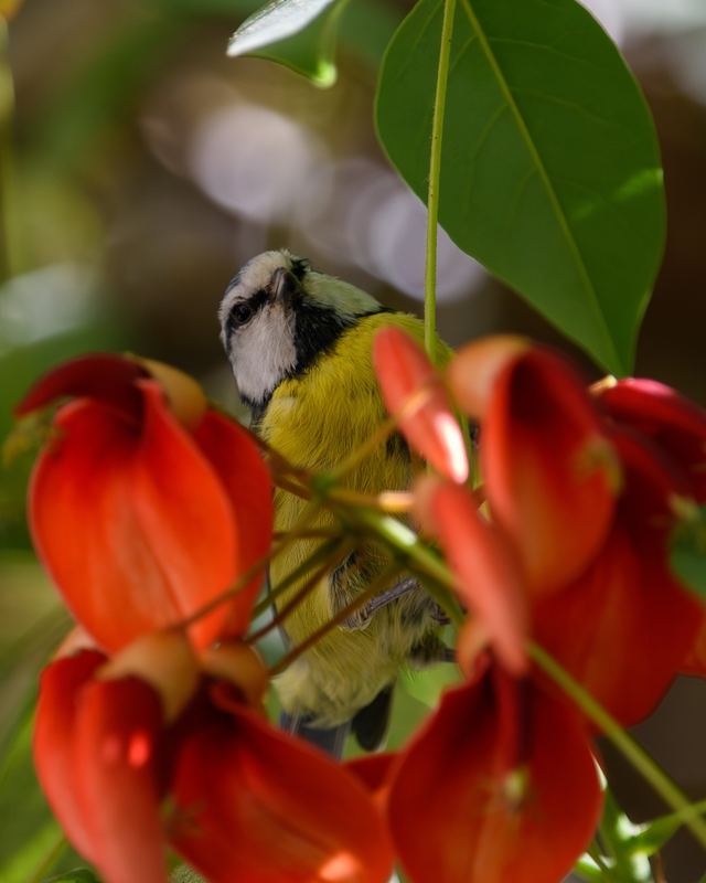 Eurasian Blue Tit