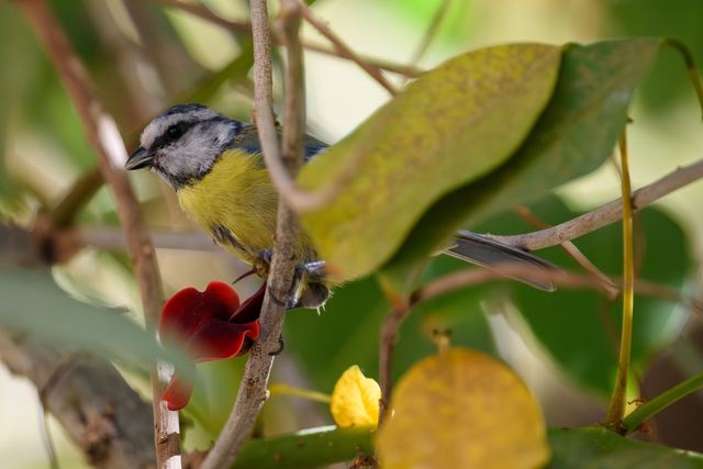 Eurasian Blue Tit
