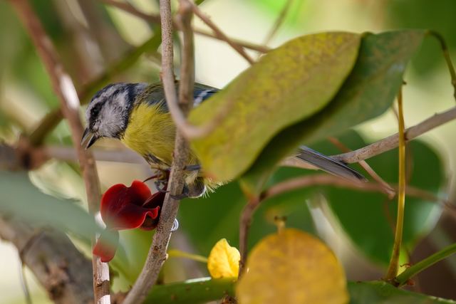 Eurasian Blue Tit