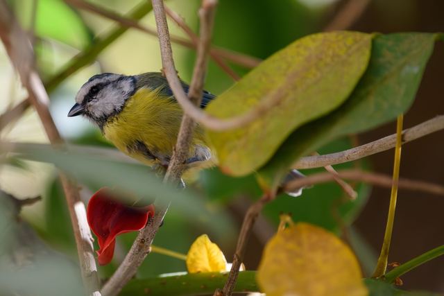 Eurasian Blue Tit